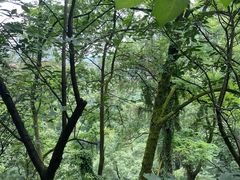 -南山植物园