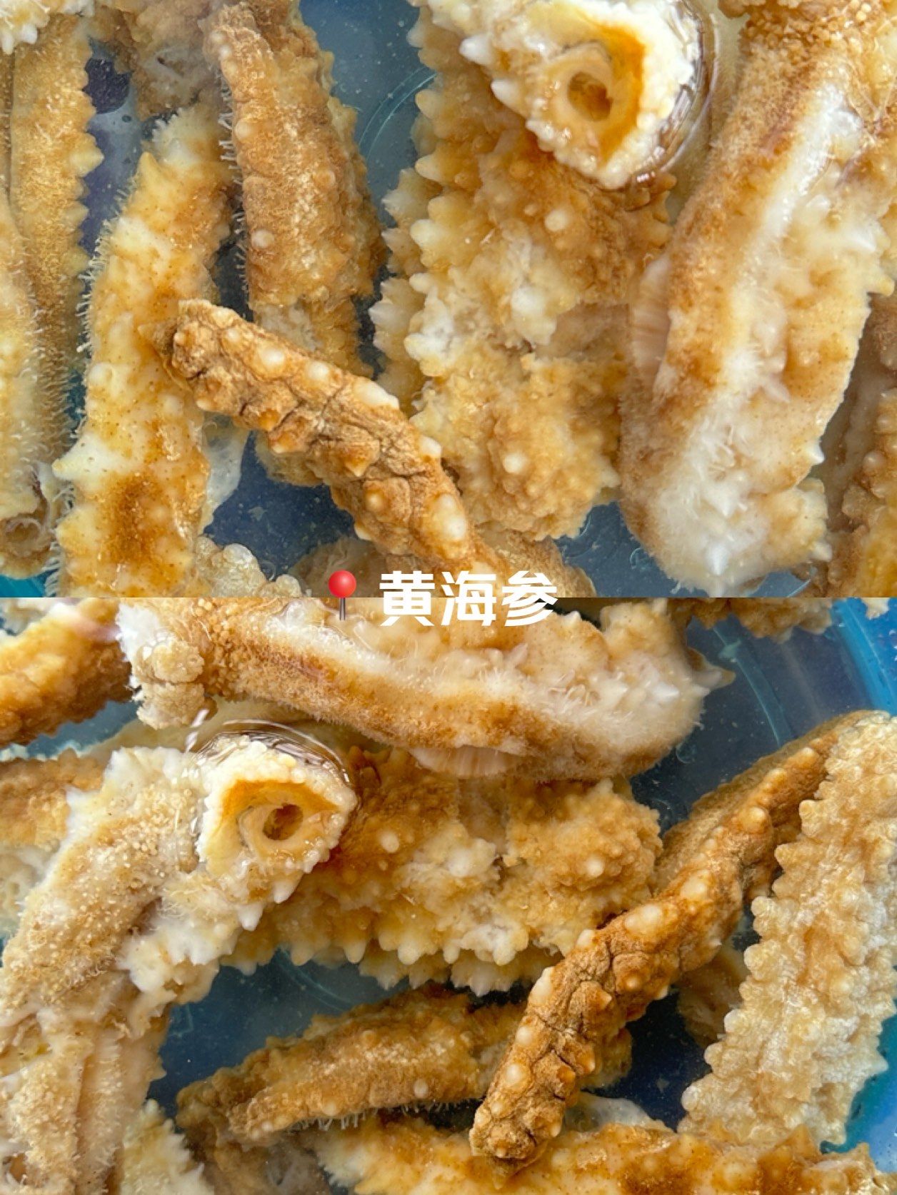 北部湾黄海参