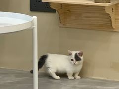 -猫力发电所·宠物专门店