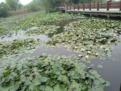 -长兴太湖图影湿地文化园