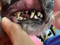 -宠福鑫康馨动物医院·骨科·眼科