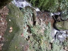 android_upload_pic-藏龙百瀑风景区