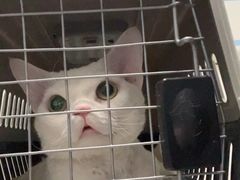 -纳吉亚猫专科动物诊疗中心(蒋宅口分院)