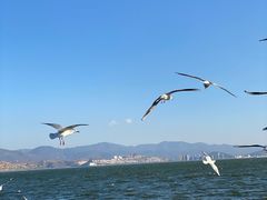 -大理洱海
