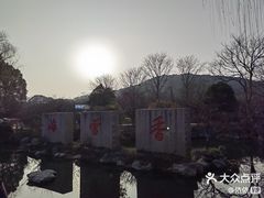 -香雪海