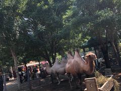 -长白岛森林公园