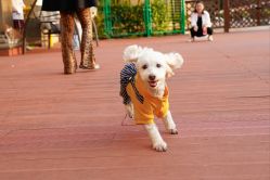 -派对猴生日派对策划(浦东店)