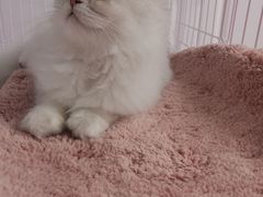 -东方名猫馆·英短金渐层布偶猫舍(环线广场1号楼店)