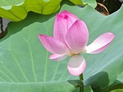 -荔湾湖公园