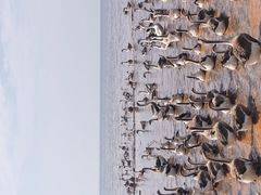 -鄱阳湖国家湿地公园