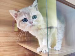 -猫十亿·布偶金渐层·曼基康矮脚猫舍(青年路店)