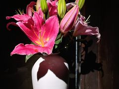 -觀芷隐轩