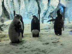 -帝企鹅自助餐厅•儿童岛•真企鹅(长隆企鹅酒店)