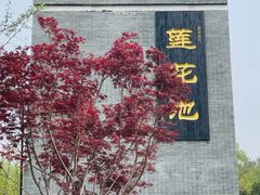 -莲花池公园