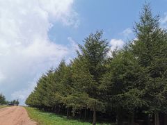 -空中草原