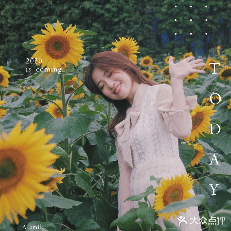 广州周边0元拍照地|春日里的向日葵花海🌻