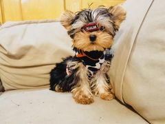 -萌宠之家·腊肠犬·马尔泰·小体犬舍