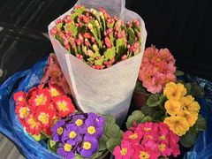 -龙大花卉苗木市场