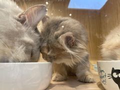 -屋虎猫馆(宝安大仟里店)