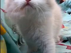 -Bastet sally猫舍购宠(静安店)