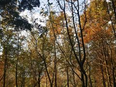 -广州市石门国家森林公园