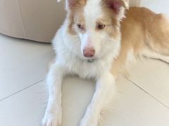 -怪兽屋·羊驼·猫咖·狗咖(俊华广场店)