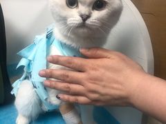 -纳吉亚猫专科动物诊疗中心(蒋宅口分院)
