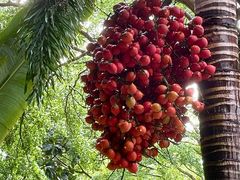 -海南清水湾莱佛士酒店