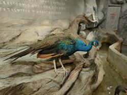 -Zoolung Zoolung动物主题公园(海信广场店)