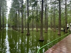 -渌洋湖湿地公园