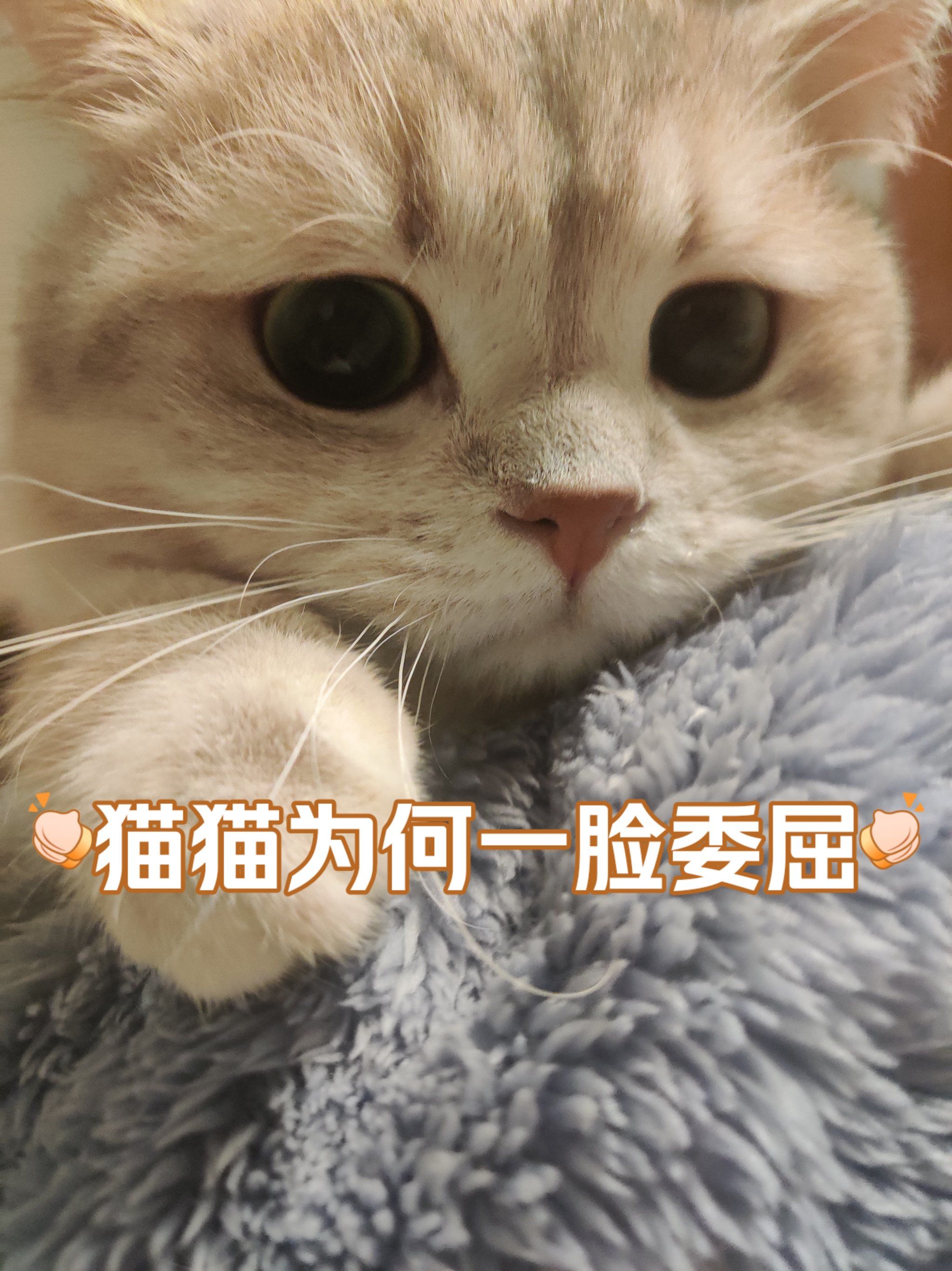 一脸委屈的猫主子🐱