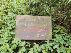 -武陵山森林公园