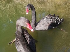 -千岛湖东南湖区