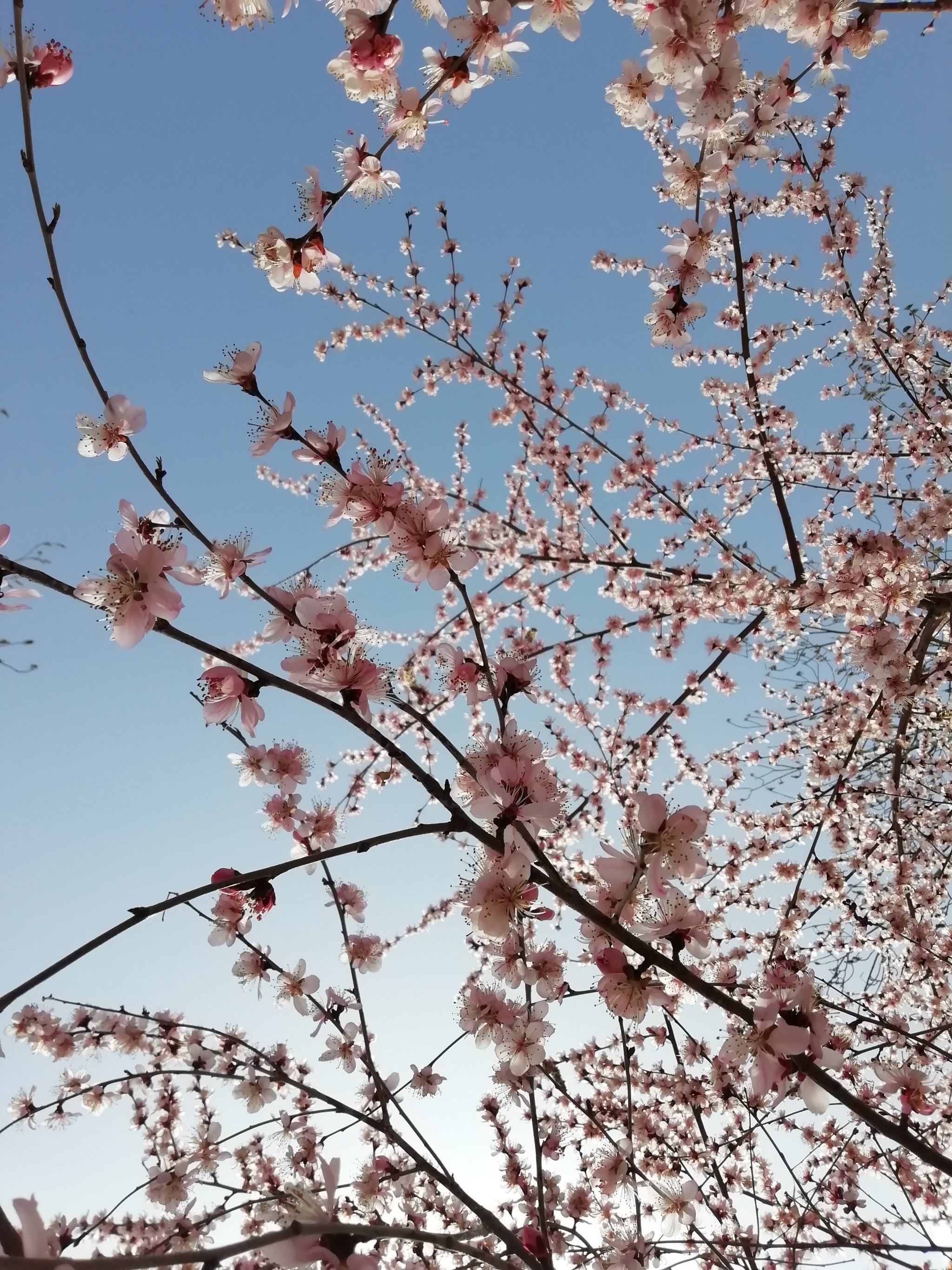 玉渊潭桃花图片