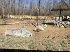 -北京野生动物园