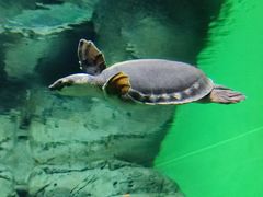 -上海海洋水族馆