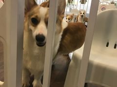 -柯斗斗主题餐厅·狗咖·围炉煮茶·茶饮(国瑞升平里店)