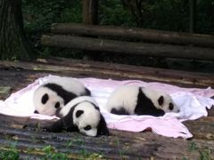 景点-成都大熊猫繁育研究基地