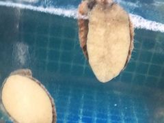 -宾朋海鲜特色美食餐厅·纯手工鲅鱼水饺(兴海路店)