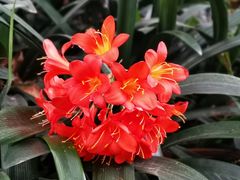 -墨尔本皇家植物园
