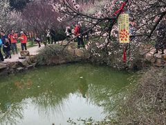 -香雪海