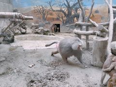 -成都动物园