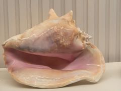 -青岛贝壳博物馆