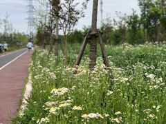 -上海长兴岛郊野公园