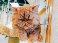 -猫和宫(六道口店)