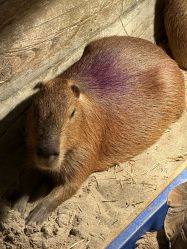 -Zoolung Zoolung动物主题公园(海信广场店)