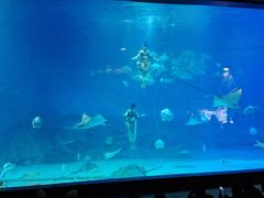 -烟台海昌鲸鲨海洋公园