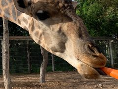 -清迈夜间动物园