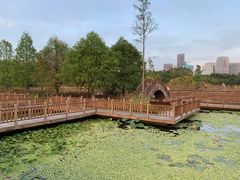 -五缘湾湿地公园
