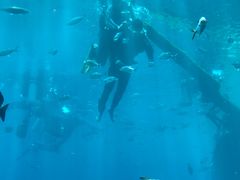 -瑞德姆美人鱼海底演艺主题餐厅(亚龙湾店)